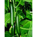 PLODOVKE KUMARE KIRUNA F1 CEPLJEN L12