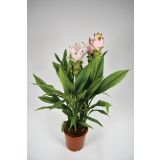 KURKUMA MIX L15 VIŠ 55 CM