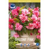 L BEGONIJA BALCONY ROZA