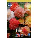 L BEGONIJA POLNJENA "SAMBA"