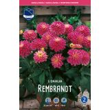L DALIJA REMBRANDT
