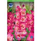 L GLADIOLA VANDOHLA