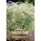 L ŠLAJER BRISTOL FAIRY