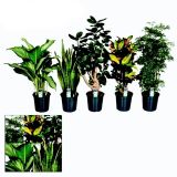 MIX ZELENIH RASTLIN L24