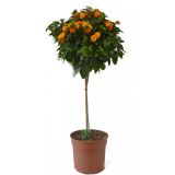 STRUKTURNA CVETOČA RASTL. LANTANA NA STEBLU L17