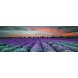 STENSKA PLOŠČICA CERAMICA KONSKIE LAVENDER FIELD GALSS INSERTO 25X75 DEKOR