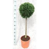 IGLAVEC LAWSONOVA PACIPRESA ALUMII L 28