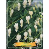 TRAJNICA LEPI SRČKI L11