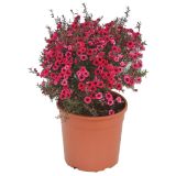 LEPTOSPERMUM SCOPARIUM L19