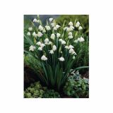 POMLADI CVETOČA ČEBULICA HOLLAND BULB MARKET LEUCOJUM GRAVETY GIANT 8/10 5KOS