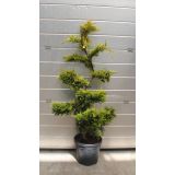 IGLAVEC LEYLANDOVA CIPRESA L24V80 GOLD RIDER NA STEBLU