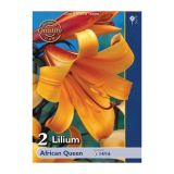 LILIJA HOLLAND BULB MARKET AFRICAN QUEEN