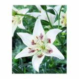 LILIJA HOLLAND BULB MARKET AZIJSKA CENTERFOLD