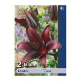 LILIJA HOLLAND BULB MARKET AZIJSKA LANDINI