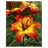 LILIJA HOLLAND BULB MARKET AZIJSKA LINDA