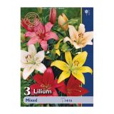 LILIJA HOLLAND BULB MARKET AZIJSKA MIXED