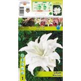 LILIJA HOLLAND BULB MARKET MISS LUCY