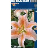 LILIJA HOLLAND BULB MARKET SALMON STAR ORIENTAL