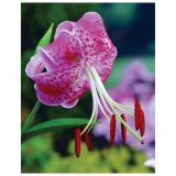 LILIJA HOLLAND BULB MARKET SPECIOSUM UCHIDA