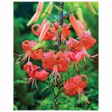 LILIJA HOLLAND BULB MARKET TIGRINUM SPLENDENS