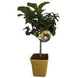 SADNO DREVO LIMONA L20