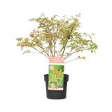 LISTAVEC ACER PALMATUM BENISCHICHI