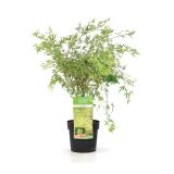 JAVOR ACER PALMATUM BUTTERFLY L19