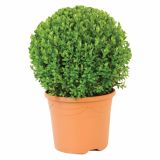 LISTAVEC BUXUS KROGLA 30 CM