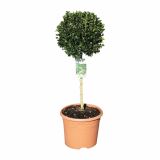 LISTAVEC BUXUS SEMPERVIRENS VAR. ARBORESCENS NA STEBLU