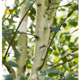 LISTAVEC HIMALAJSKA BREZA L19 CM