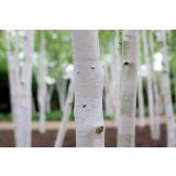 LISTAVEC HIMALAJSKA BREZA L19 CM