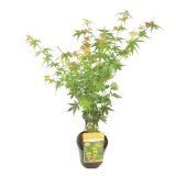 LISTAVEC JAPONSKI JAVOR ORANGE FLAME