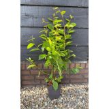 LISTAVEC NAVADNI GABER L17