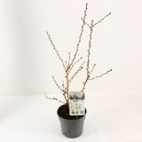 LISTAVEC OKRASNA ČEŠNJA BRILLANT L17