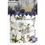 LISTAVEC OKRASNA ČEŠNJA BRILLANT L17