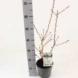 LISTAVEC OKRASNA ČEŠNJA BRILLANT L17