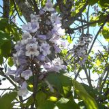 LISTAVEC PAULOWNIA FUTURO L23 CM