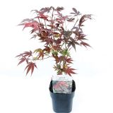 LISTAVEC RDEČELISTNI PAHLJAČASTI JAVOR