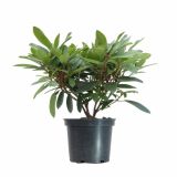 LISTAVEC RHODODENDRON HYBRIDUM PFAUENAUGE
