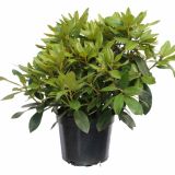 LISTAVEC RHODODENDRON YAKUSHIMANUM HYBRIDUM PERCY WISEMAN