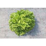 LISTNA ZELENJAVA ENDIVIJA 9 KOS NATASHA