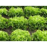 LISTNA ZELENJAVA ENDIVIJA ZELENA 9 KOS