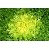 LISTNA ZELENJAVA ENIVIJA KODROLISTNA 9 KOS