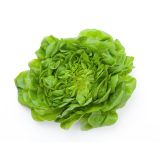 LISTNA ZELENJAVA L'ORTO FRUTTIFERO GLAVNATA SOLATA TEMNA 8/1 DALLAS KUBET