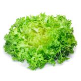 LISTNA ZELENJAVA L'ORTO FRUTTIFERO KODROLISTNA ENDIVIJA 8/1 KARIBE KUBET