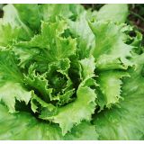 LISTNA ZELENJAVA L'ORTO FRUTTIFERO SOLATA BRASILIANA 8/1 REGINA DEI GHIA KUBET