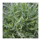 LISTNA ZELENJAVA SADIKE RUKOLE 9 KOS