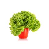 LISTNA ZELENJAVA SOLATA GENTILA 9 KOS