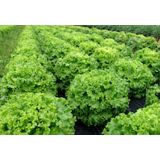 LISTNA ZELENJAVA SOLATA GENTILA 9 KOS