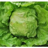 LISTNA ZELENJAVA SOLATA GLAVNATA 9 KOS